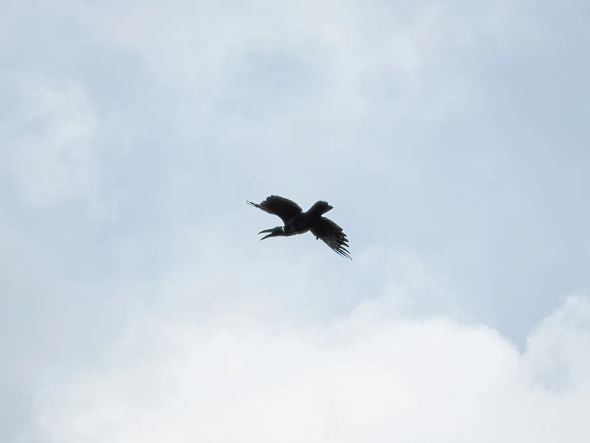 File:Corvus validus - Jason Alexander - 526333520.jpeg