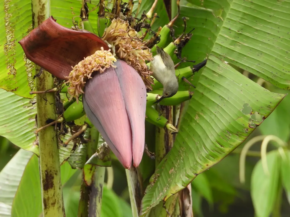 File:Oedistoma iliolophus - Светлана Царахова - 614910649.jpeg