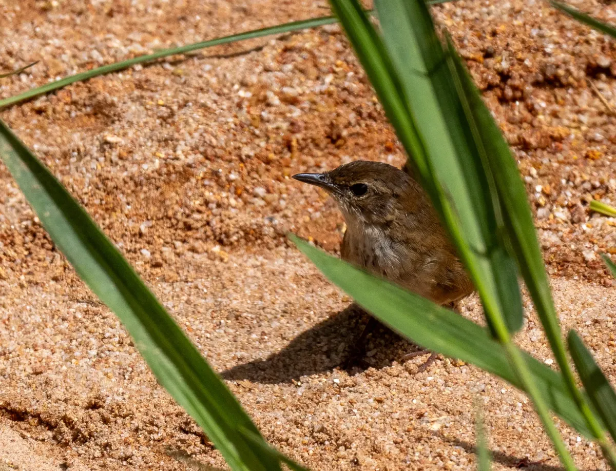 File:Locustella idonea - Forest Botial-Jarvis - 385765653.jpeg