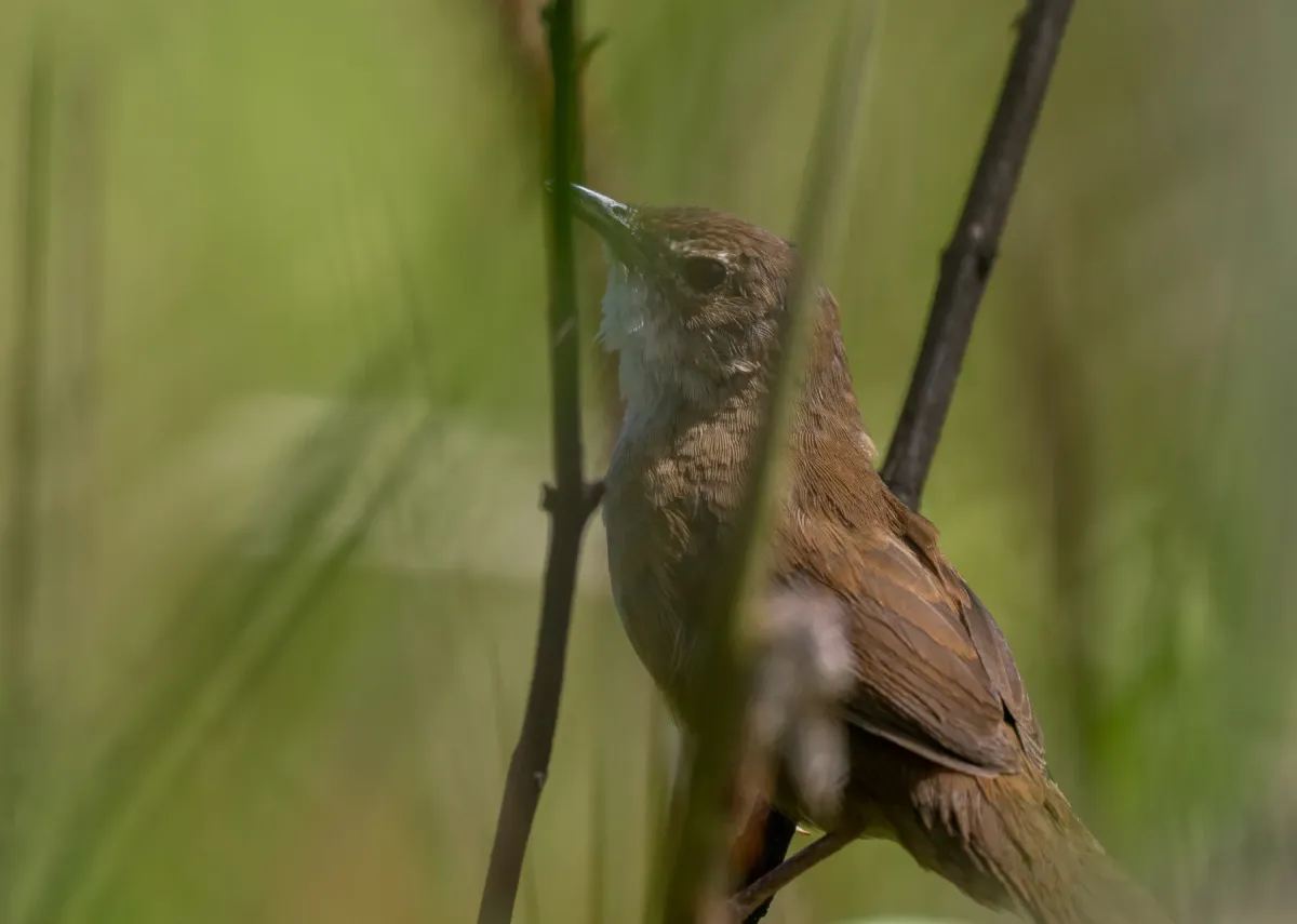 File:Locustella idonea - Forest Botial-Jarvis - 385765689.jpeg