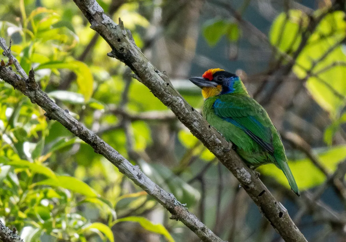 File:Psilopogon auricularis - Forest Botial-Jarvis - 385764854.jpeg