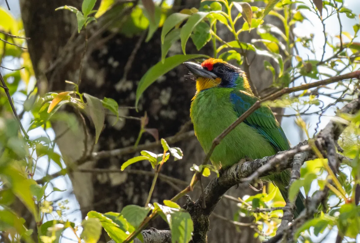 File:Psilopogon auricularis - Forest Botial-Jarvis - 385764914.jpeg