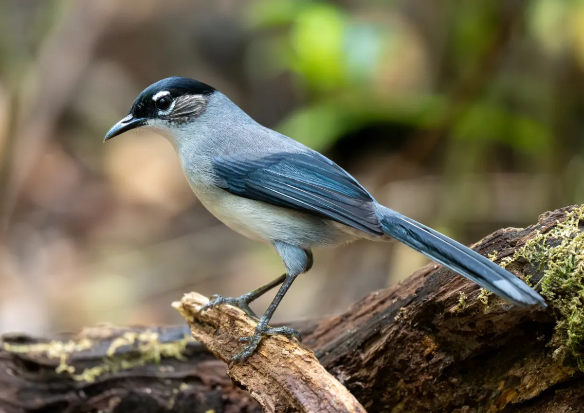 File:Heterophasia desgodinsi - Forest Botial-Jarvis - 385764643.jpeg