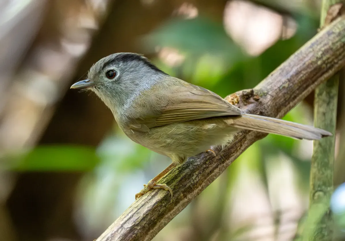 File:Alcippe peracensis - Forest Botial-Jarvis - 385764553.jpeg