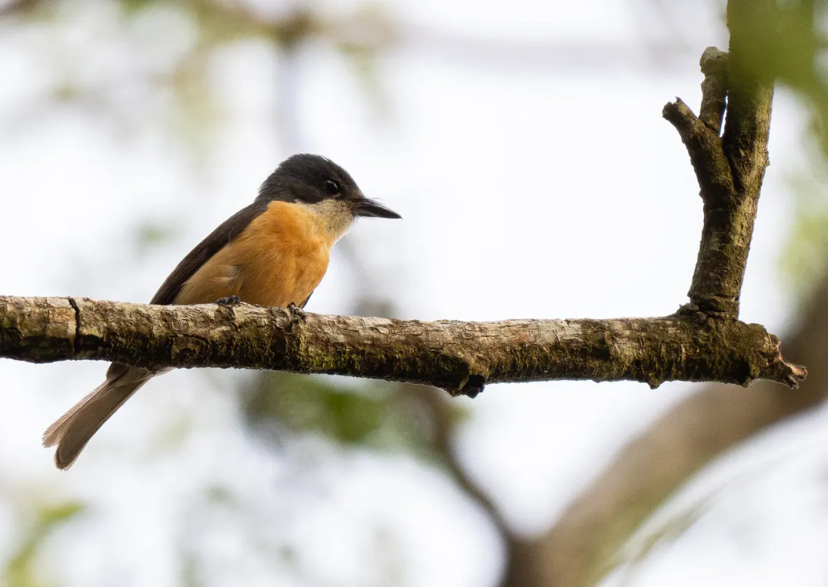 File:Myiagra vanikorensis - Forest Botial-Jarvis - 341735085.jpeg