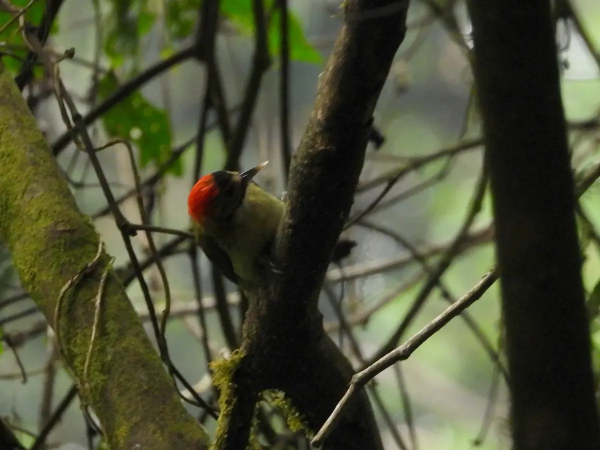 File:Dendropicos elliotii - César María Aguilar Gómez - 607861774.jpeg