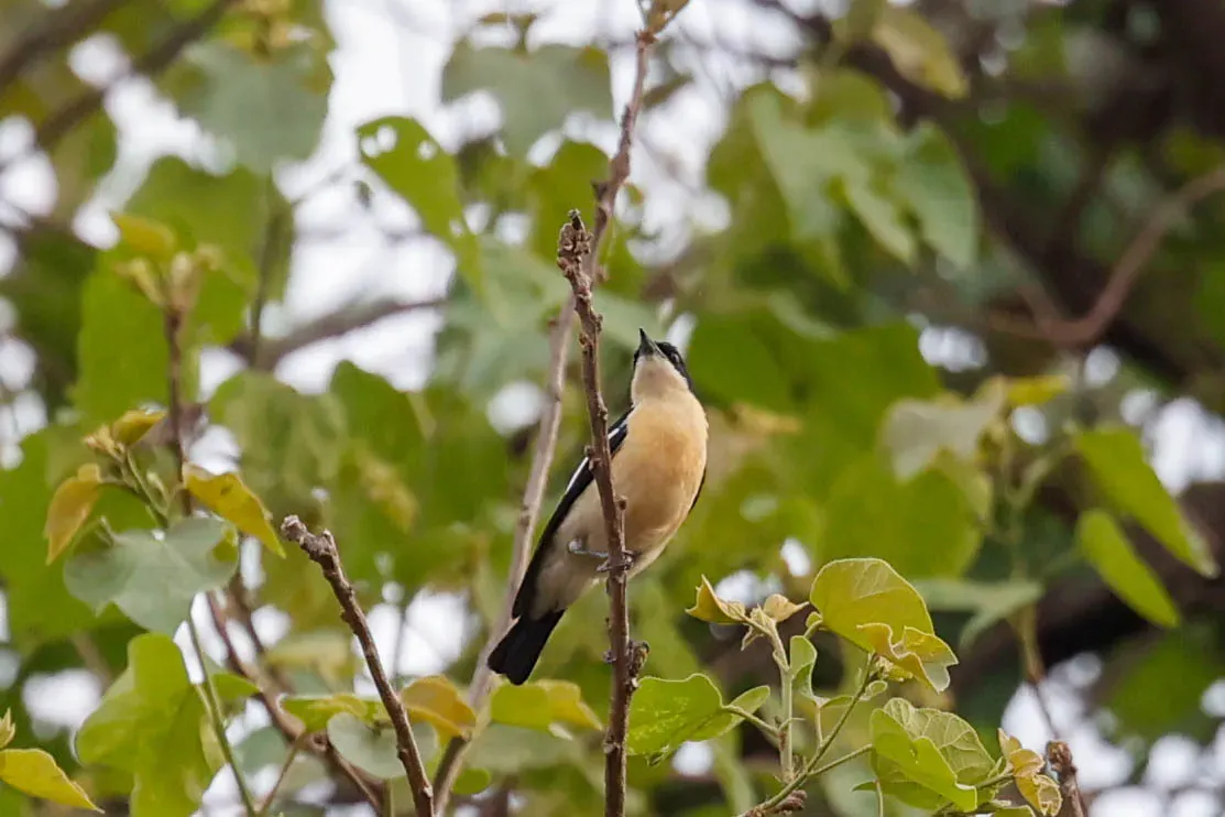 File:Hyliota flavigaster - Tom Field - 478795245.jpeg