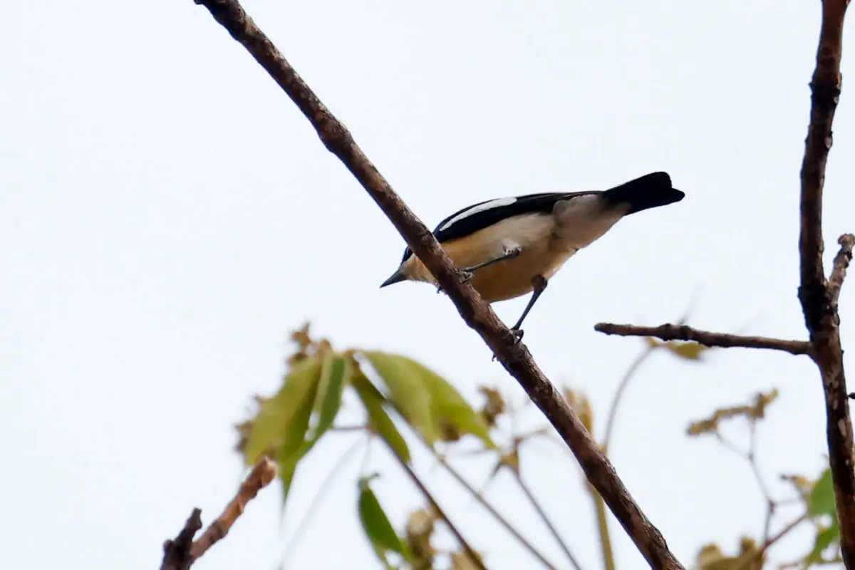File:Hyliota flavigaster - Tom Field - 478795246.jpeg