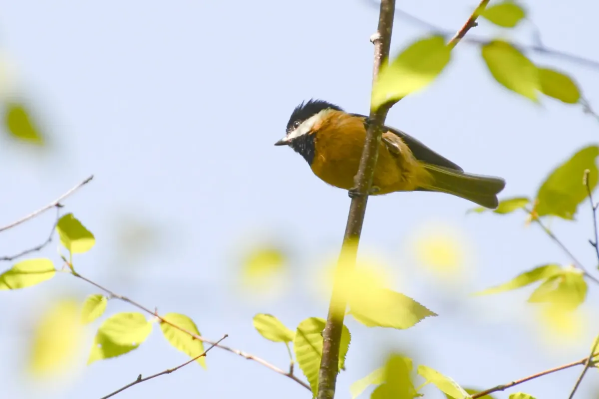 File:Poecile davidi - Jay Pruett - 347883406.jpeg