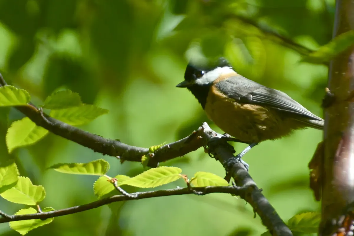 File:Poecile davidi - Jay Pruett - 347890371.jpeg