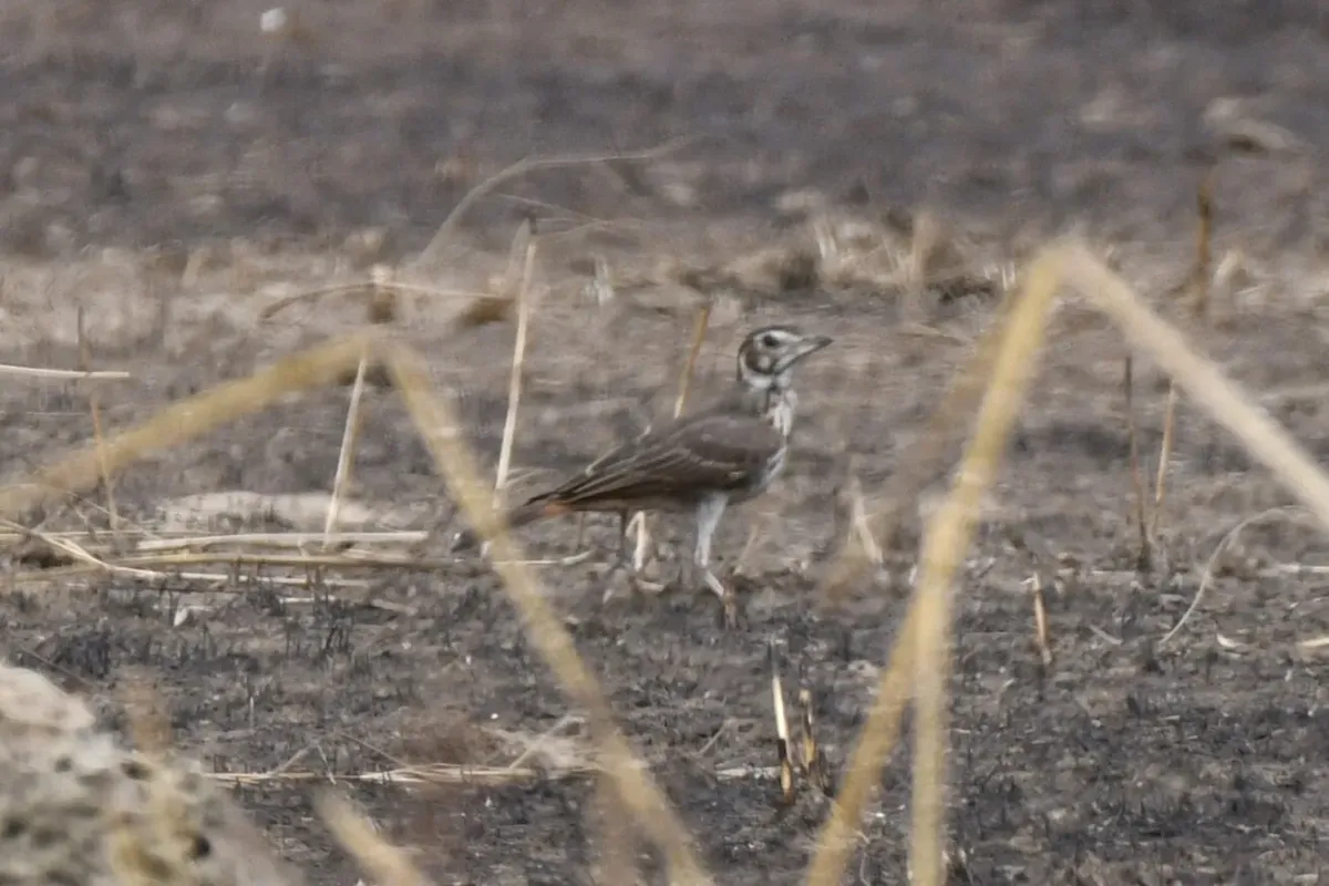 File:Pinarocorys erythropygia - Zac Peterson - 606234237.jpeg