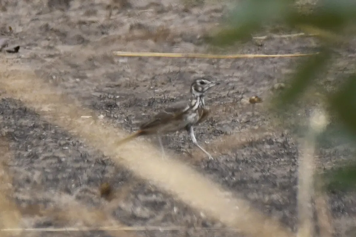 File:Pinarocorys erythropygia - Zac Peterson - 606234223.jpeg