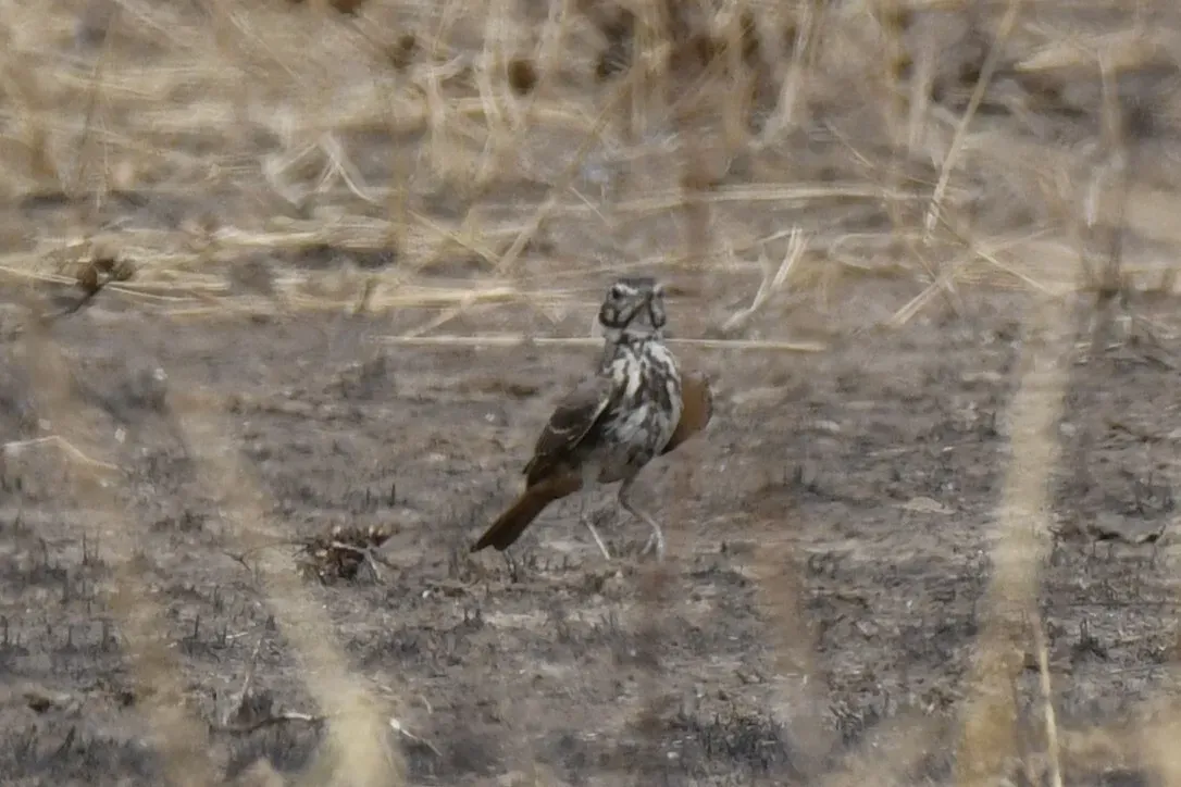 File:Pinarocorys erythropygia - Zac Peterson - 606234222.jpeg