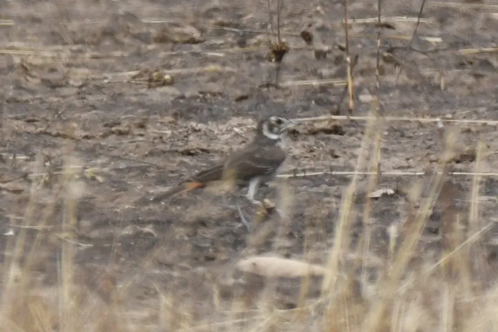 File:Pinarocorys erythropygia - Zac Peterson - 606234236.jpeg