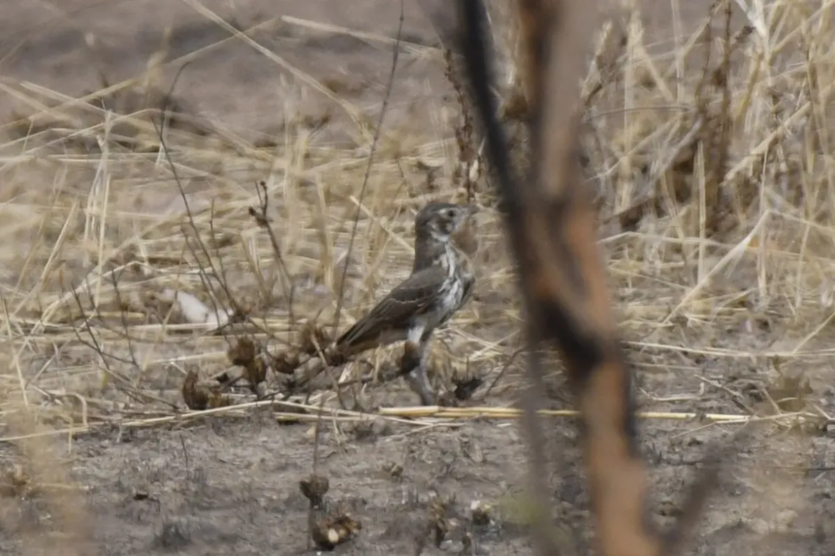 File:Pinarocorys erythropygia - Zac Peterson - 606234221.jpeg