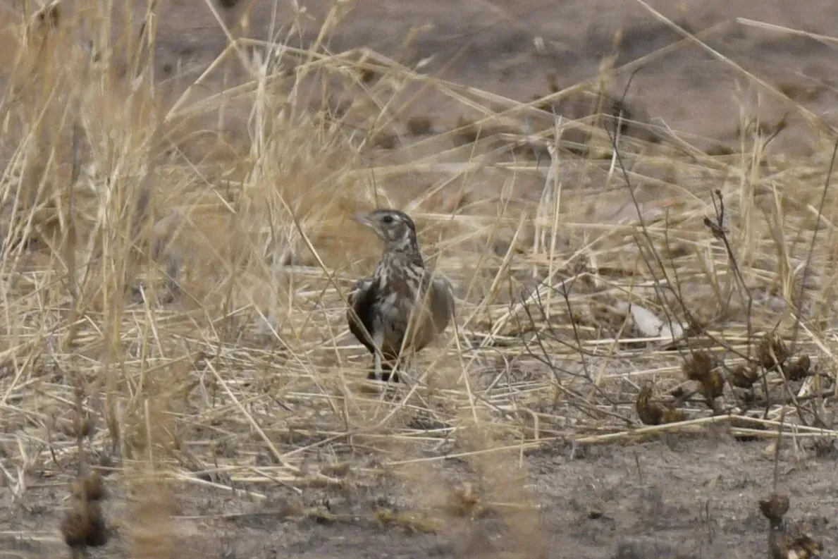 File:Pinarocorys erythropygia - Zac Peterson - 606234211.jpeg