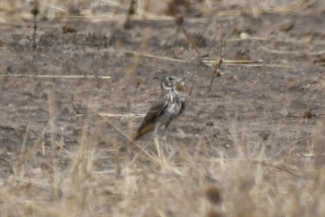 File:Pinarocorys erythropygia - Zac Peterson - 606234203.jpeg