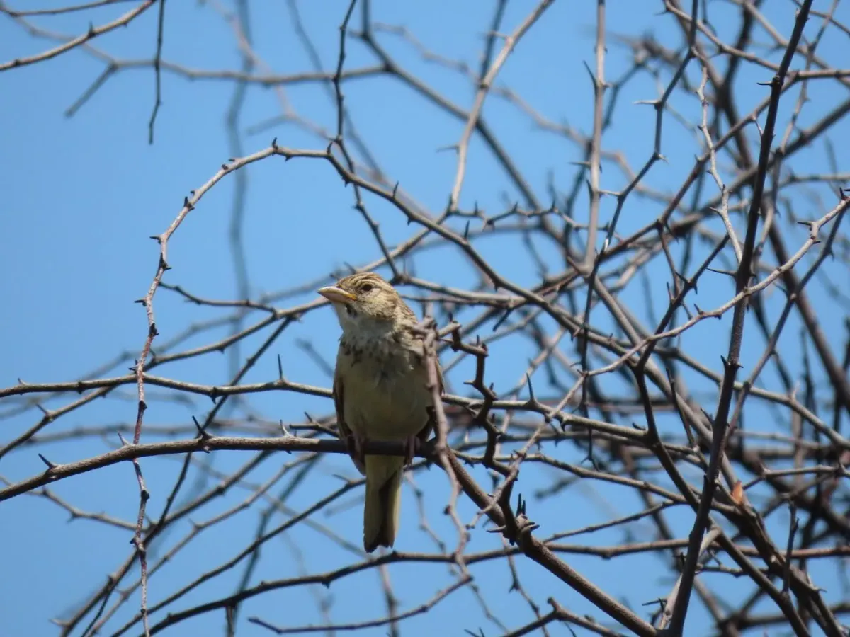 File:Mirafra cheniana - Bruno - Yolande Zanette - 623534092.jpeg