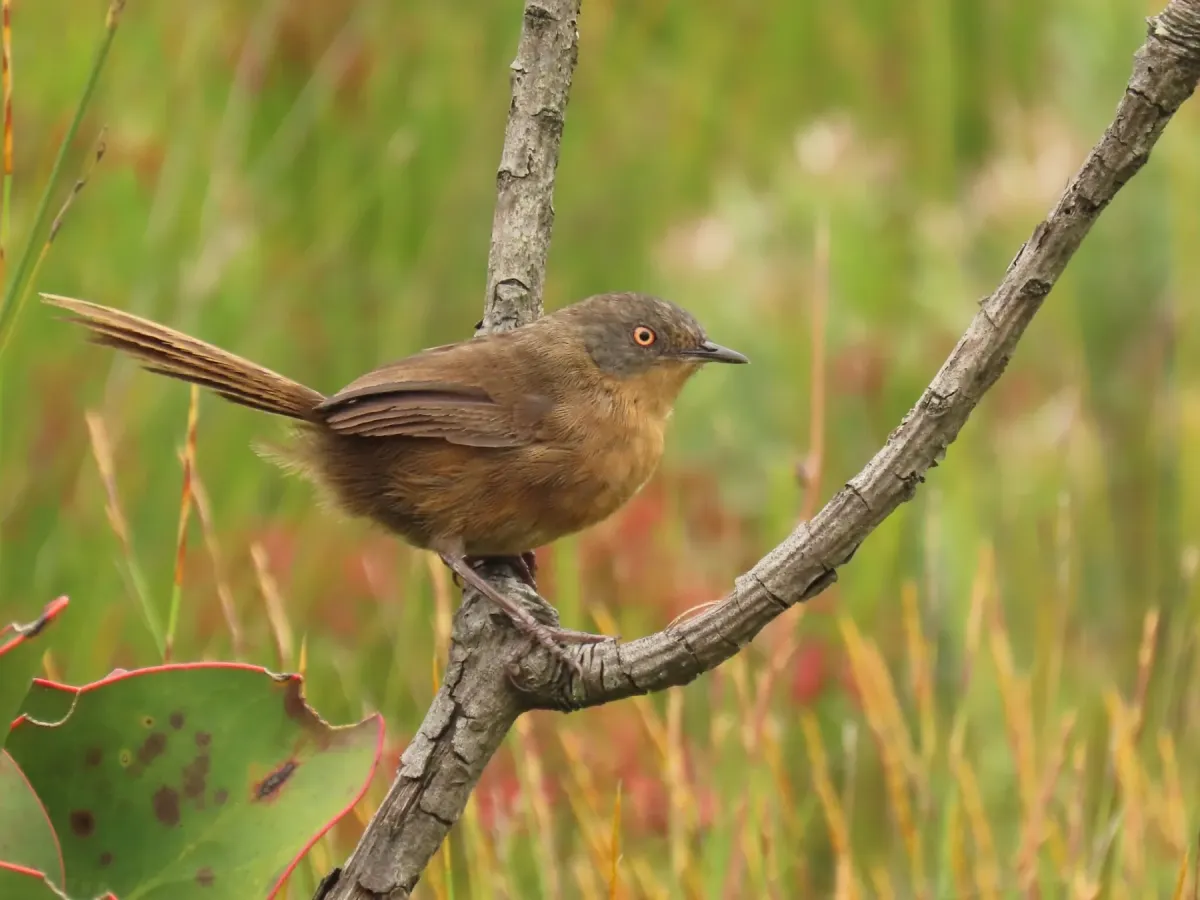 File:Cryptillas victorini - Christiaan Viljoen - 485939885.jpeg