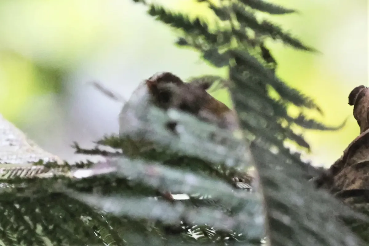 File:Sylvietta leucophrys - Tommy Andriollo - 306734086.jpeg