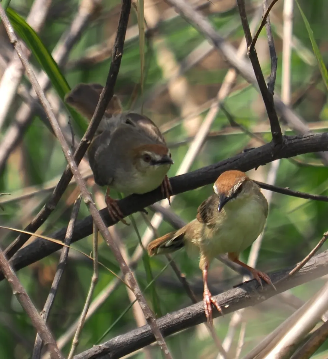 File:Cisticola bakerorum - desertnaturalist - 434329767.jpeg