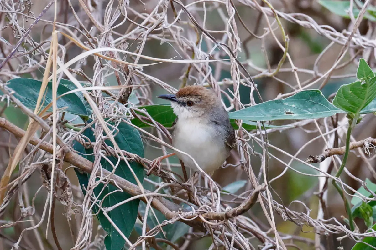 File:Cisticola bakerorum - Tom Field - 476849147.jpeg