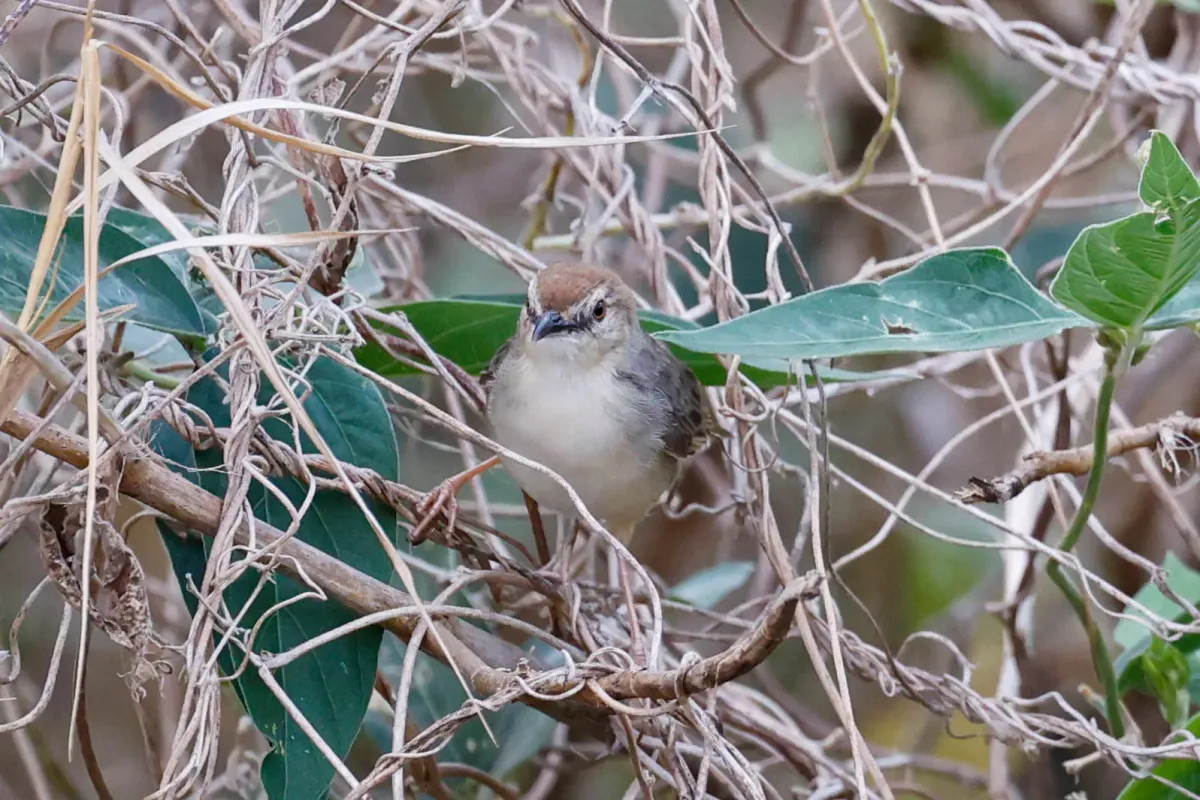 File:Cisticola bakerorum - Tom Field - 476849149.jpeg