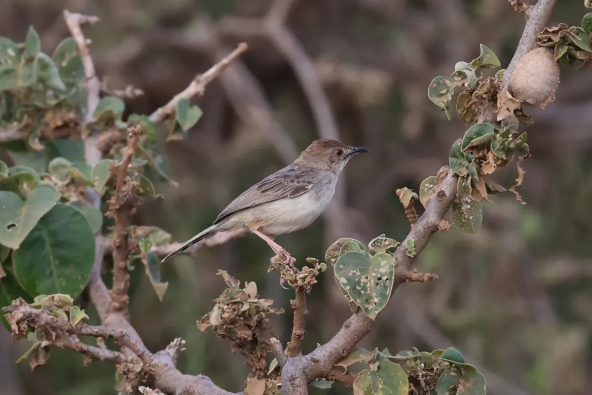 File:Cisticola bodessa - alanbedfordshaw - 624954106.jpeg