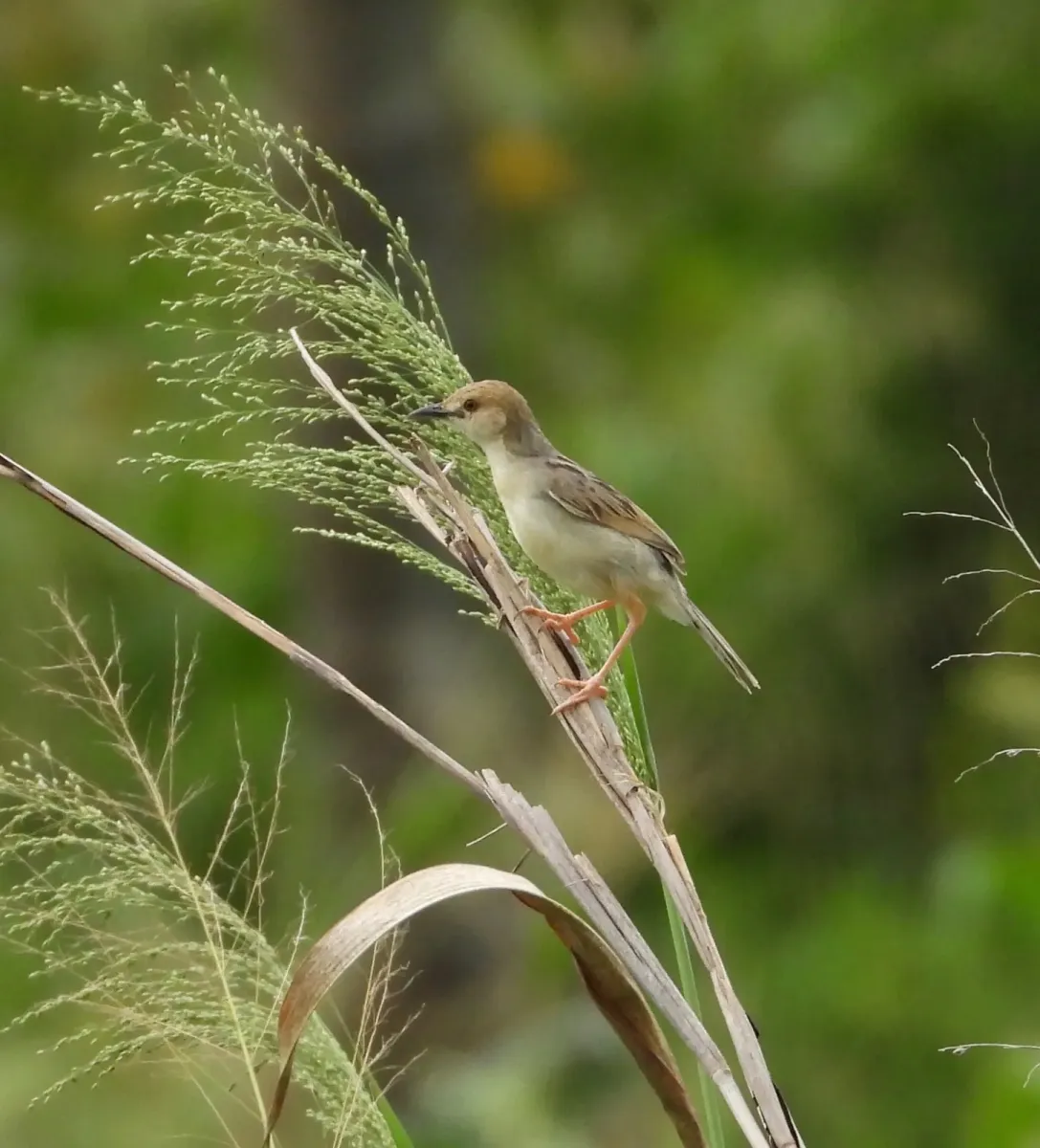 File:Cisticola haematocephalus - Laura Gaudette - 255470831.jpeg