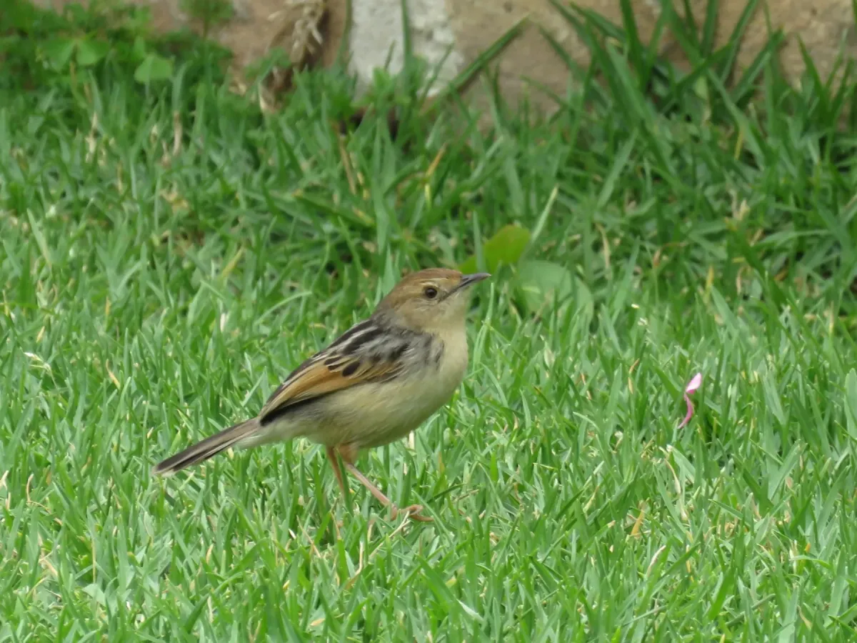 File:Cisticola lugubris - alanbedfordshaw - 588172723.jpeg