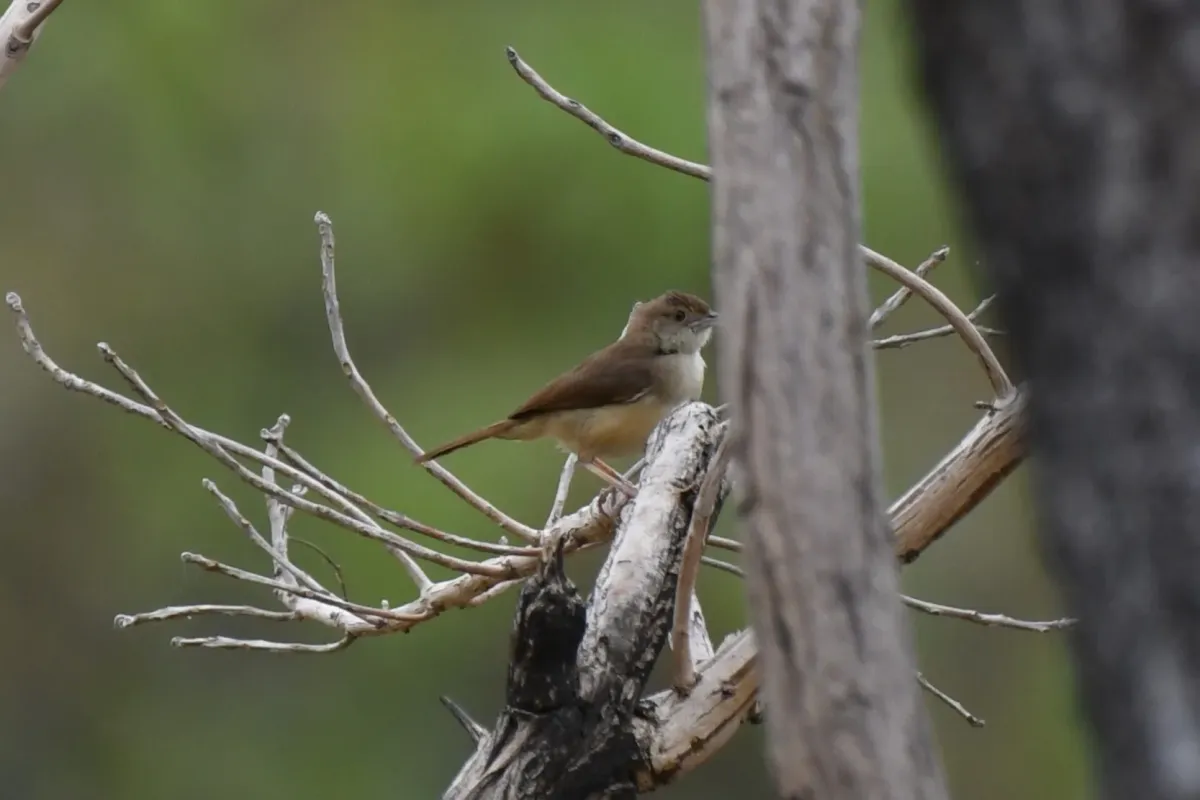 File:Cisticola rufus - Zac Peterson - 606216558.jpeg