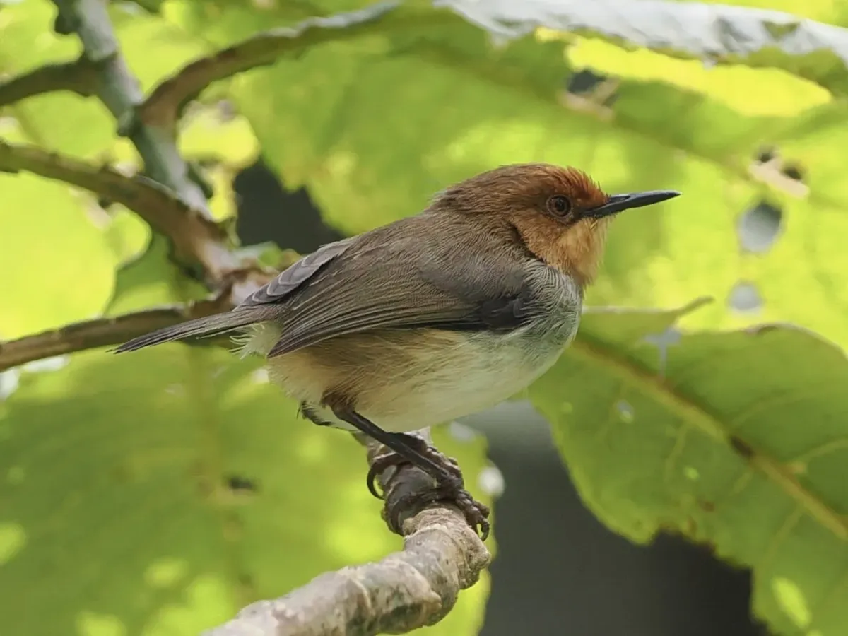 File:Artisornis metopias - desertnaturalist - 443537130.jpeg