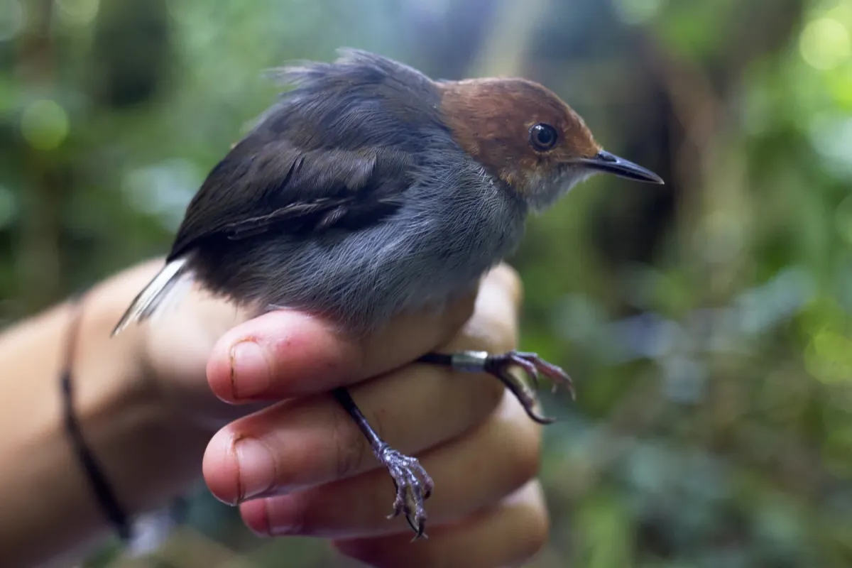 File:Poliolais lopezi lopezi - Chris Quirin - 173826412.jpeg