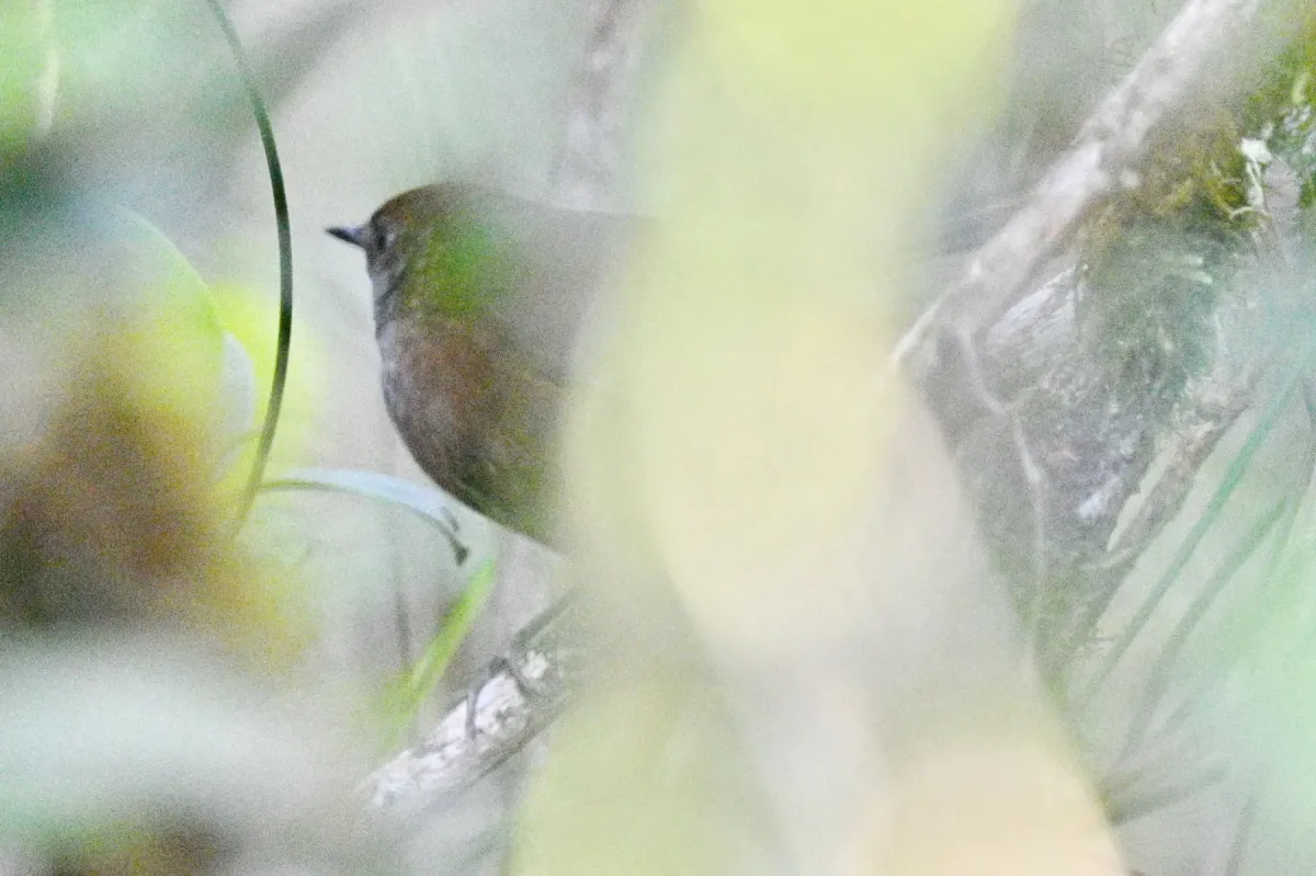 File:Locustella accentor - Лариса Артемьева - 618008589.jpeg