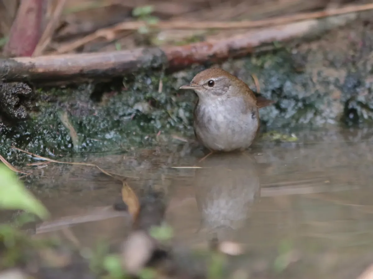 File:Locustella thoracica - Ian Dugdale - 547329304.jpeg