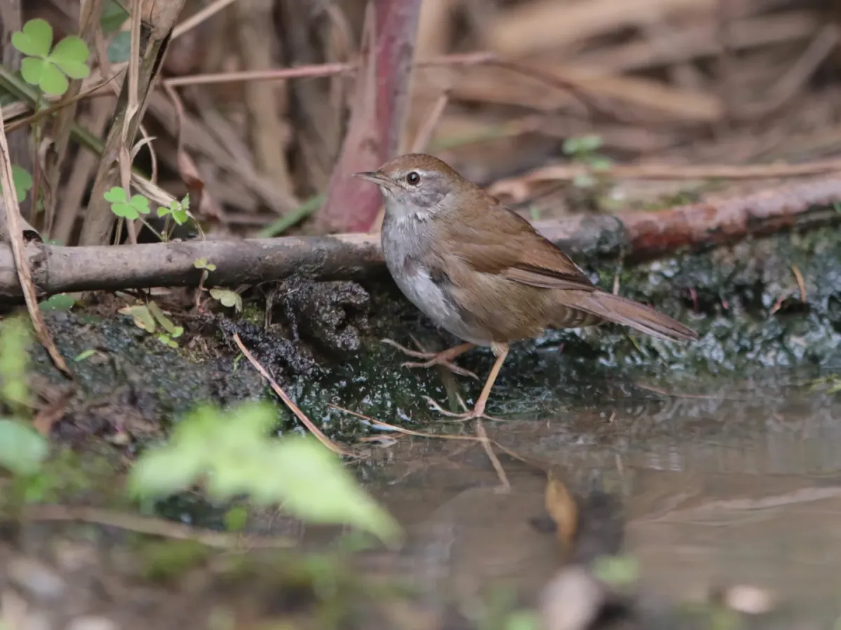File:Locustella thoracica - Ian Dugdale - 547329307.jpeg