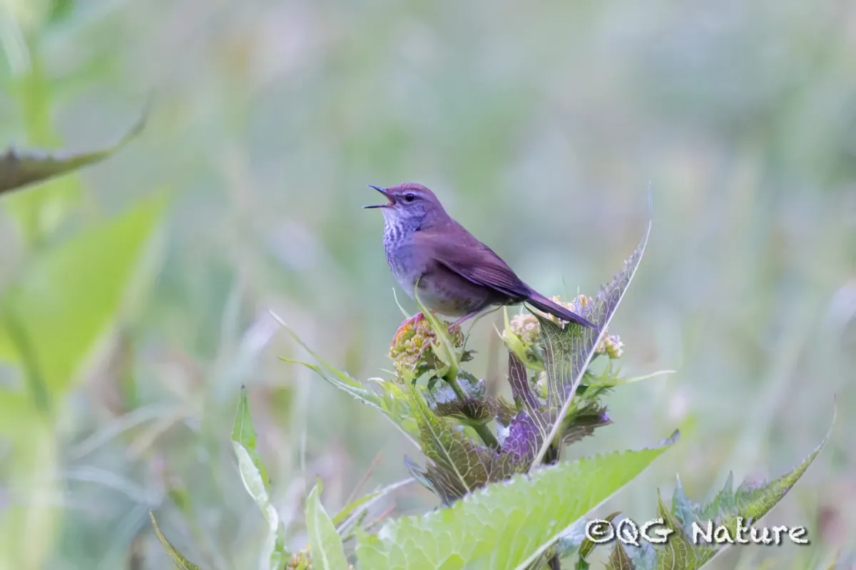 File:Locustella thoracica - Wang.QG - 483427706.jpeg