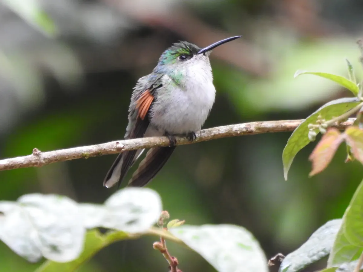 File:Eupherusa poliocerca - Andre Sebastian - 513181705.jpeg