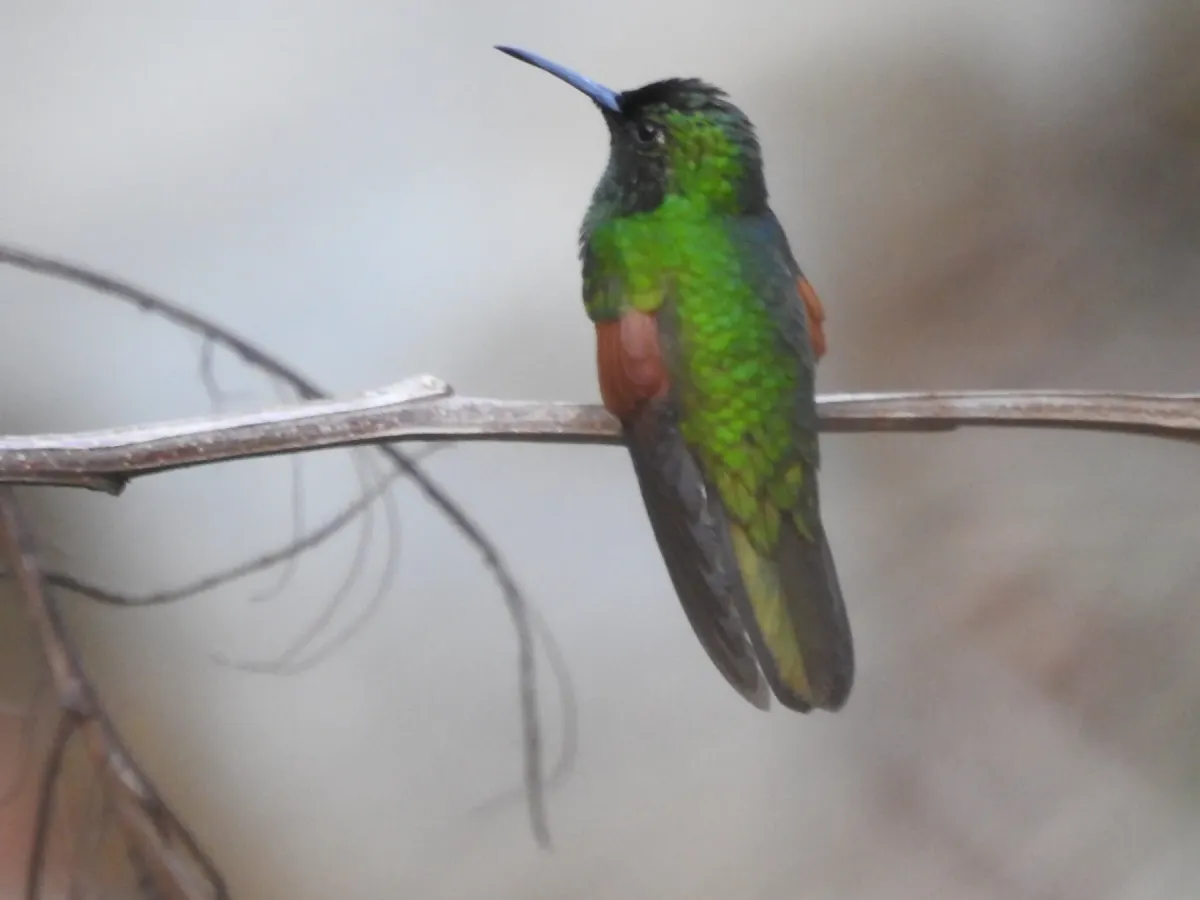 File:Eupherusa poliocerca - Andre Sebastian - 278571641.jpeg