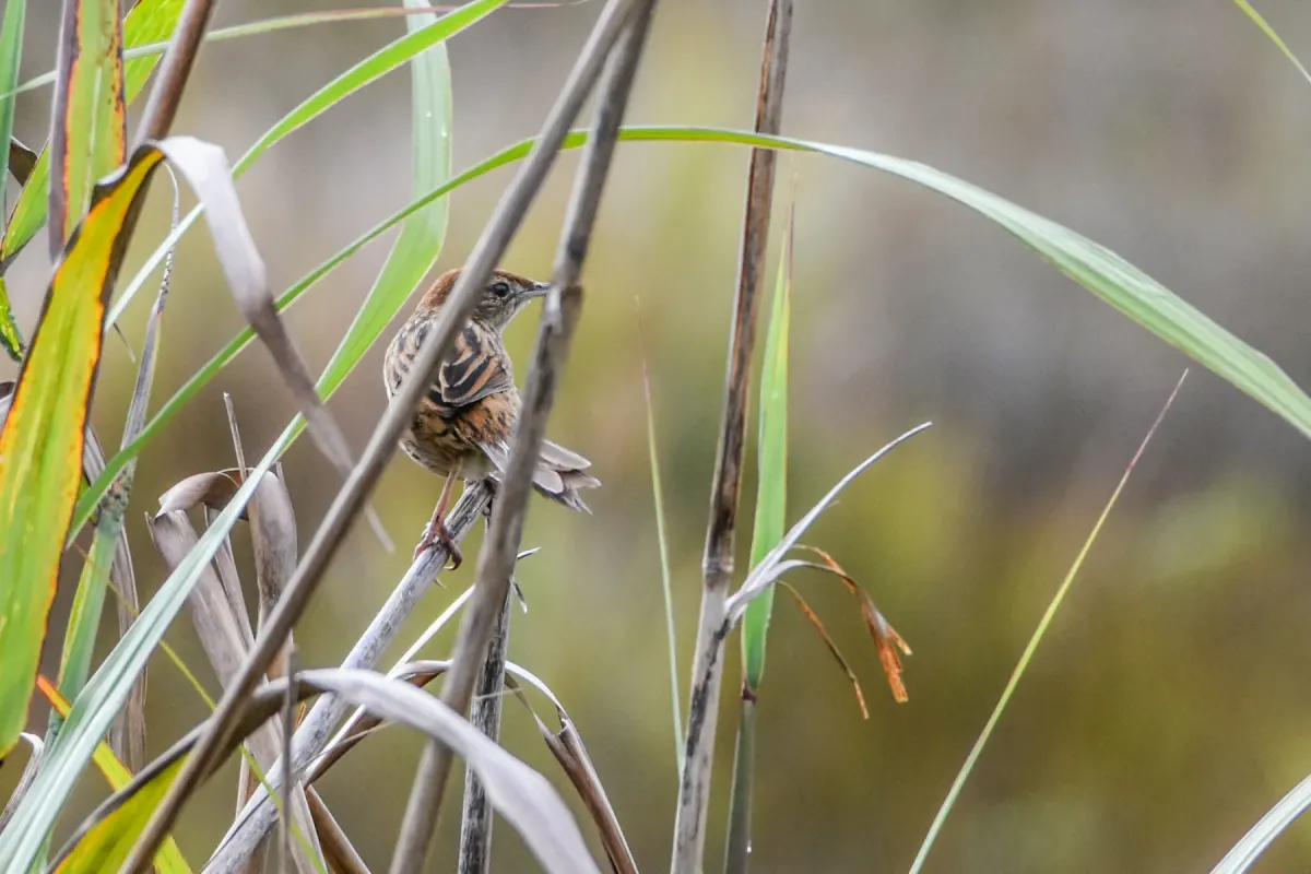 File:Cincloramphus macrurus - Jay Pruett - 335598160.jpeg