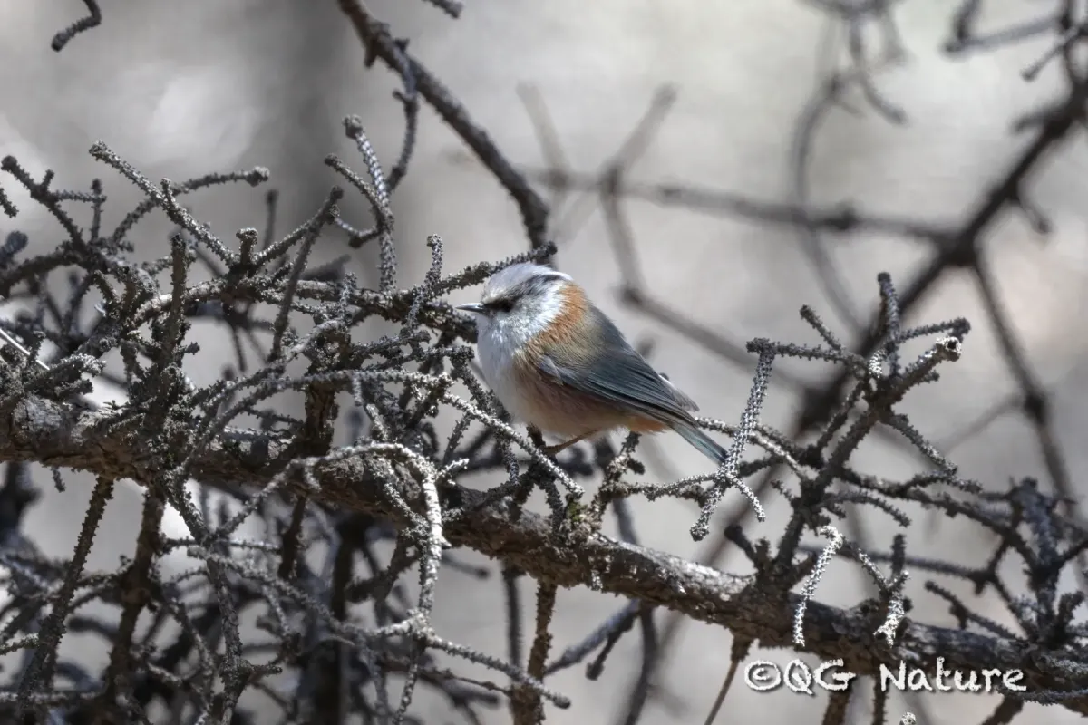 File:Leptopoecile elegans - Wang.QG - 514719036.jpeg