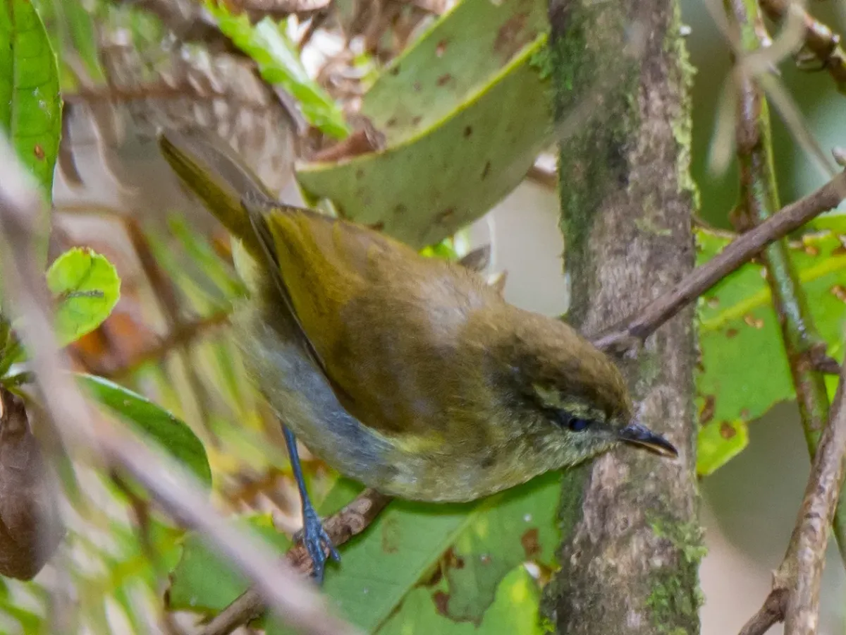 File:Phylloscopus nesophilus - William Stephens - 64408726.jpeg