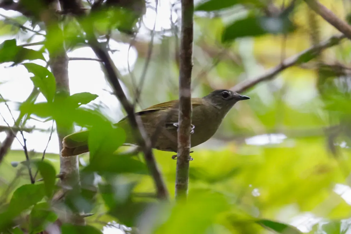 File:Arizelocichla masukuensis - Tom Field - 472861324.jpeg