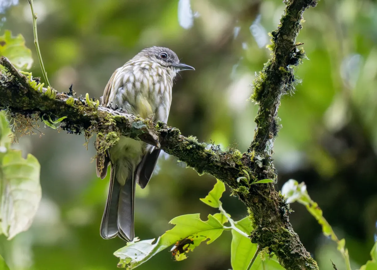 File:Ixos virescens - Forest Botial-Jarvis - 313036211.jpeg