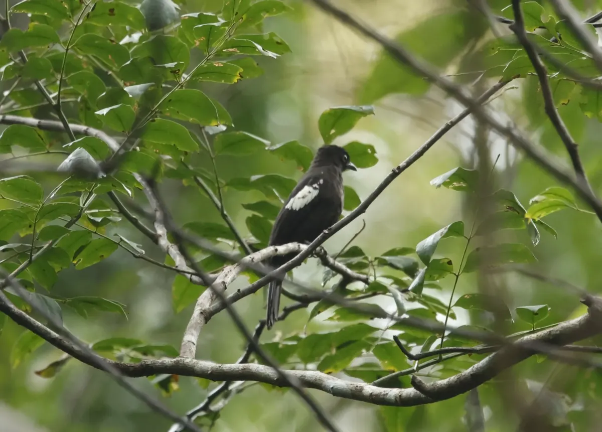 File:Microtarsus melanoleucos - Don Wellmann - 403174066.jpeg