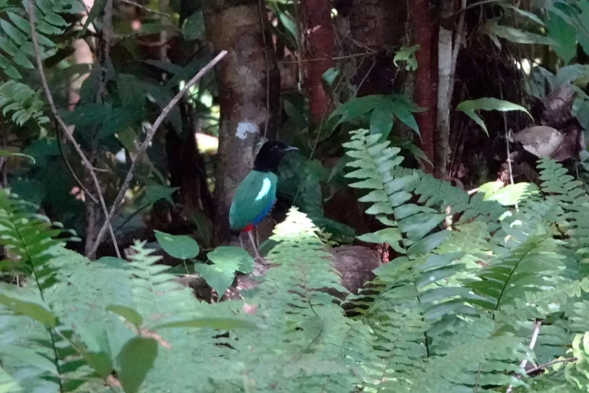 File:Pitta rosenbergii - Jonathan M - 213687220.jpeg