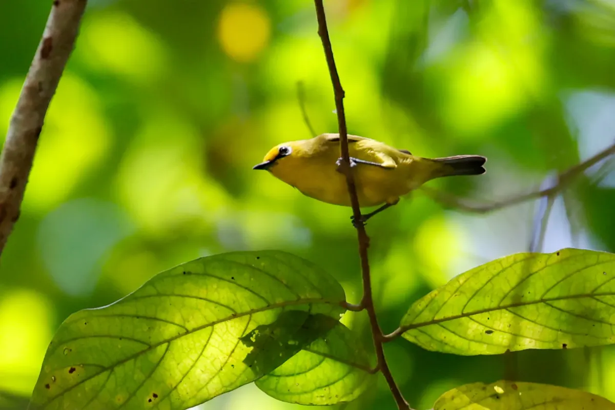 File:Zosterops vaughani - Tom Field - 471928192.jpeg