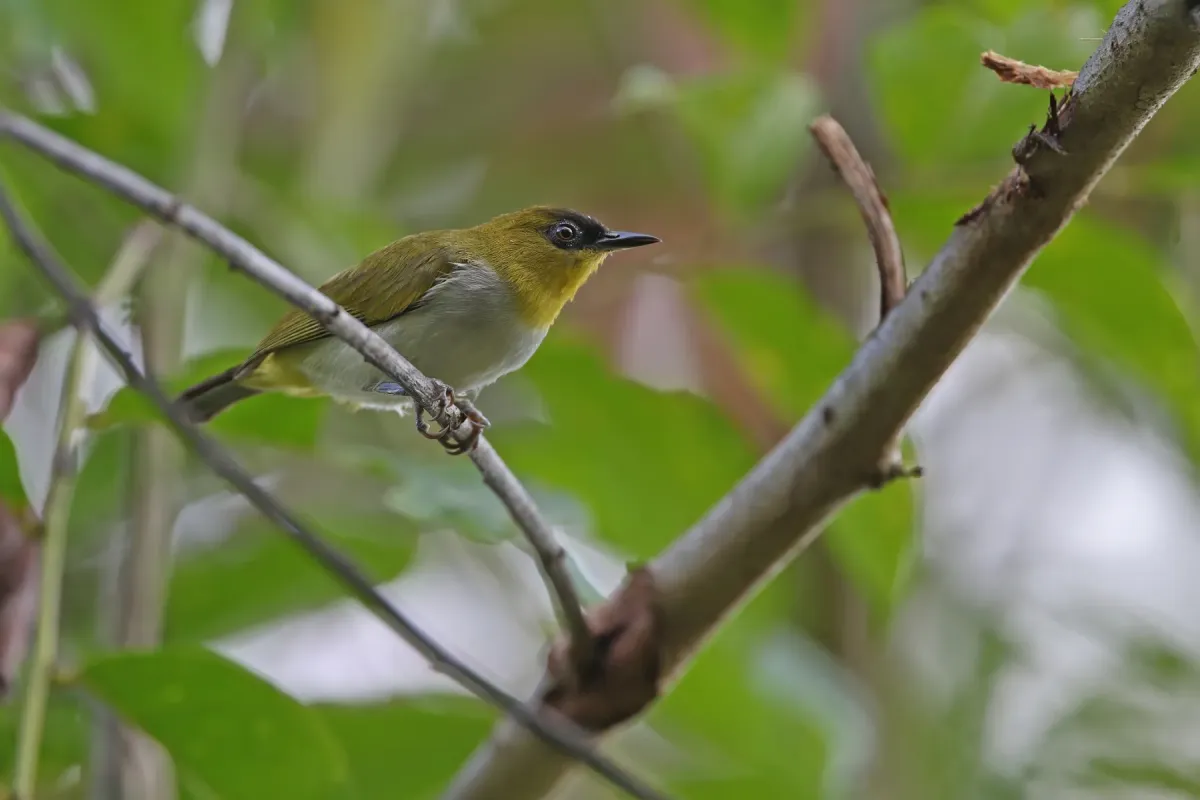 File:Zosterops somadikartai - James Eaton - 435252482.jpeg