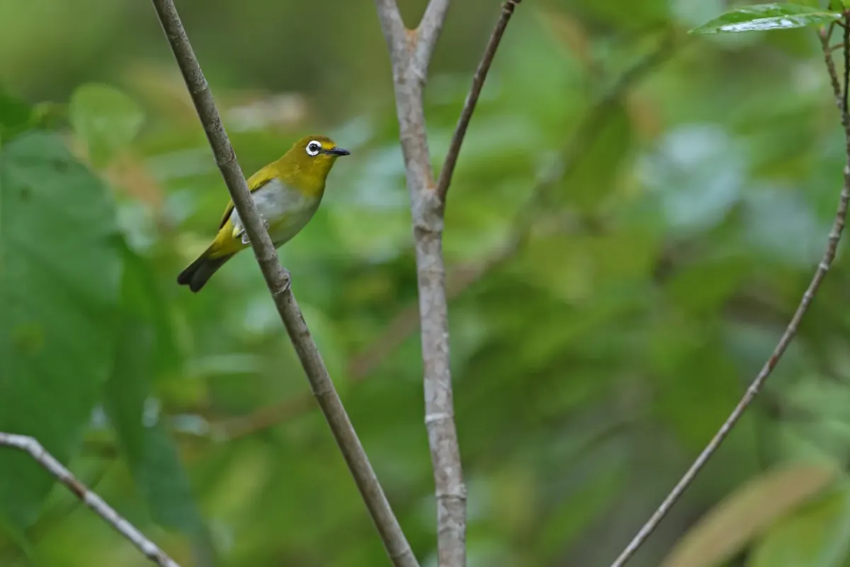 File:Zosterops grayi - James Eaton - 440527520.jpeg