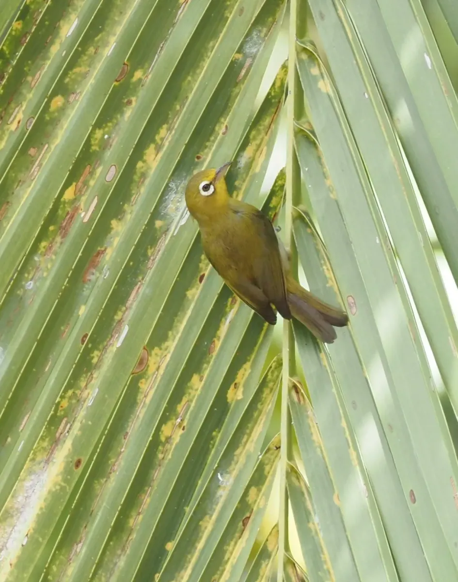 File:Zosterops minutus - Rosario - 348564397.jpeg